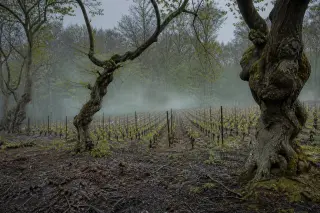 Biodynamic vineyard bordered by twisted beech trees under stormy spring light with mist and fresh vine buds