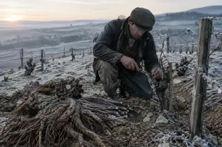 Vine grower grafting a vine in a frosty Champagne vineyard at dawn, with visible clay-limestone soil and exposed roots, evoking early 20th-century vineyard reconstruction.