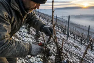 Vigneron taillant des vignes champenoises sur un coteau crayeux au petit matin d’hiver